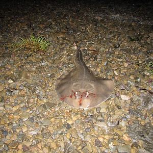 Another thornback ray
