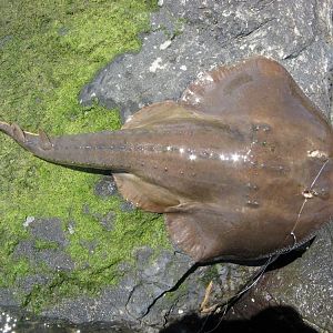 Thornback ray