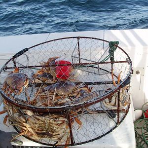 crab 1 2010
