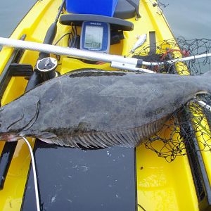 First halibut