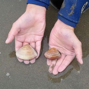 Little clams