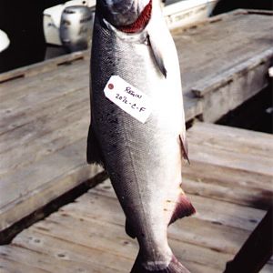 20.5 Lbs Buck's Coho (Large)