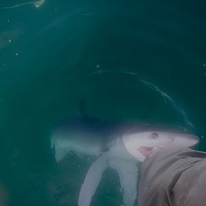 10-1-2011
Hand Feeding Blue Sharks near the 451 Dogbone, 2011.   They thought albacore parts were tastey.