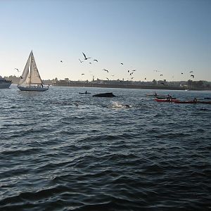 10-29-2011
There were a few pods of Humback Whales in shallow water near Santa Cruz late this October.  They were feeding on an abundance of bait, sm