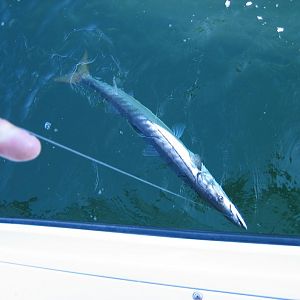 10 29 2011
One of 3 Baracuda's caught on Salubrious this year.   This one was something over 3 ft long.   Released unharmed.