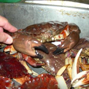 Crabbing38