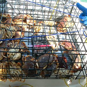 Crabbing51