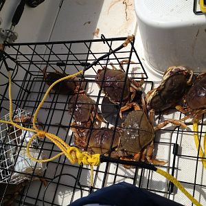 Crabs dungeness June 4 2012 Bodega Bay 130' water