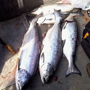 more fish on deck of boat 8 12 12