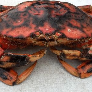 Black crab