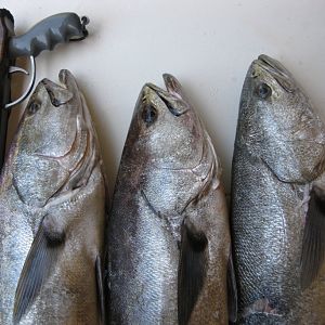 Speared limit of seabass
