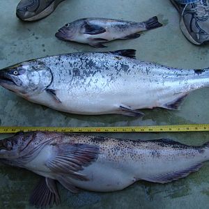 1st salmon (14 lbs) and ling (9lbs) 2012