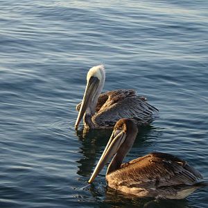 pelicans waiting for a snack