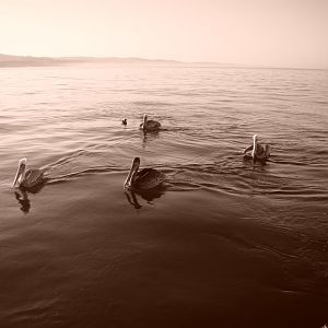 pelicans waiting for a rockfish