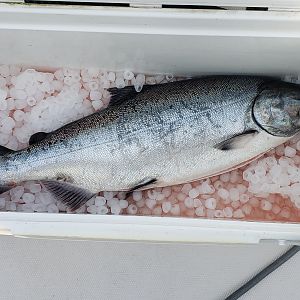 Dux Salmon June 27, 2020