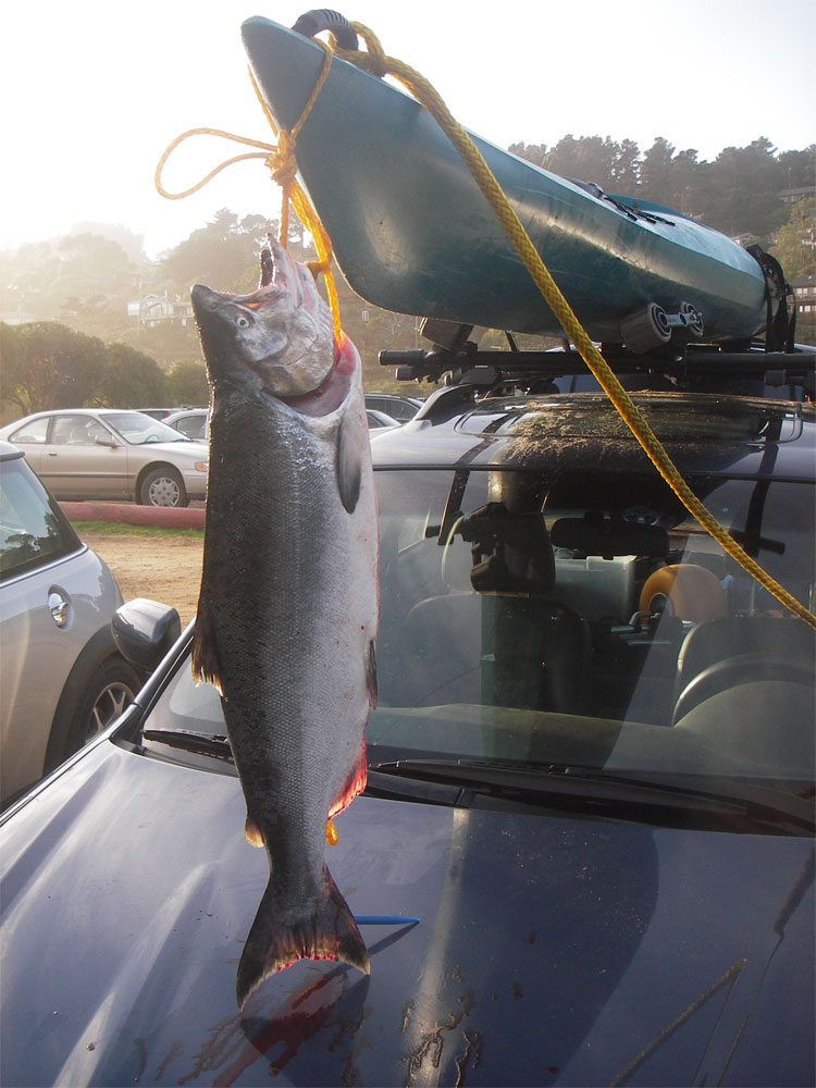 05 salmon at Muir