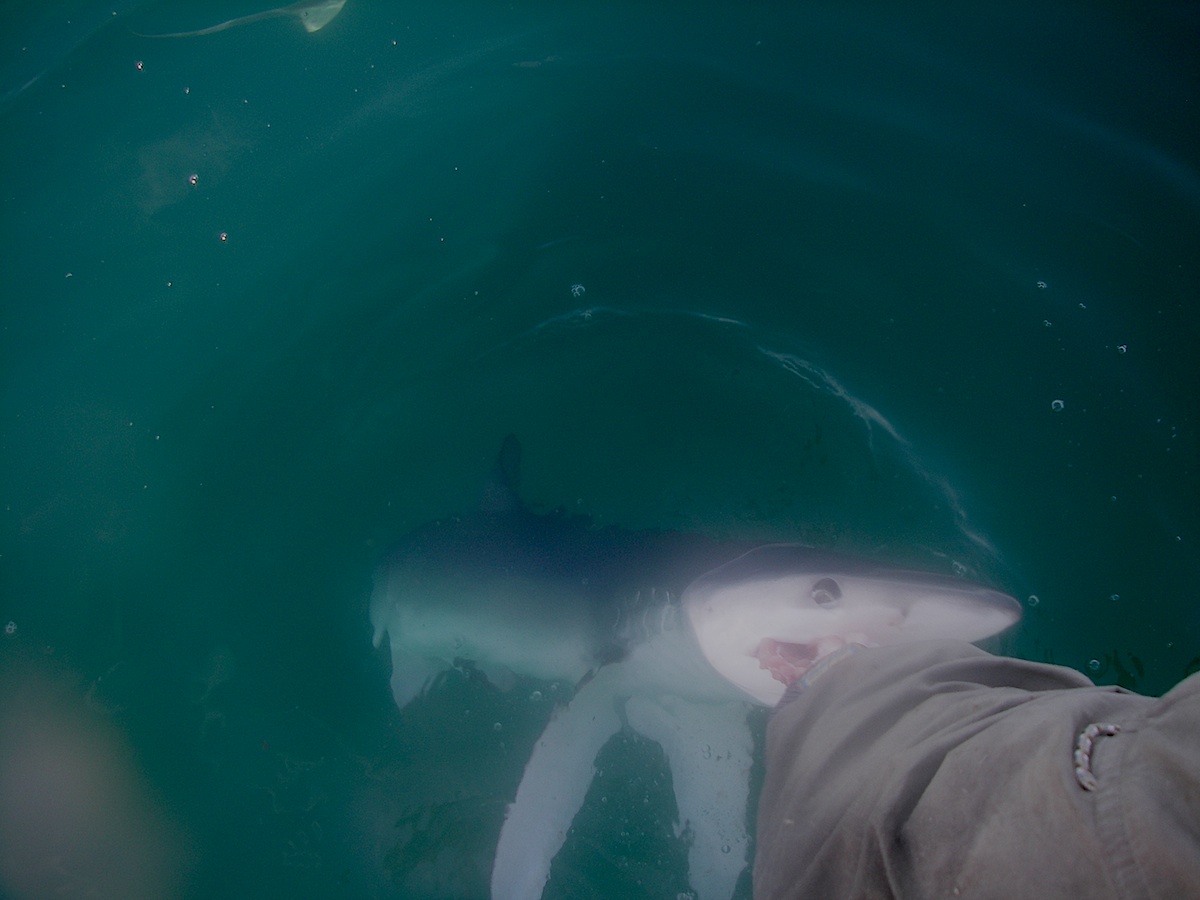 10-1-2011
Hand Feeding Blue Sharks near the 451 Dogbone, 2011.   They thought albacore parts were tastey.