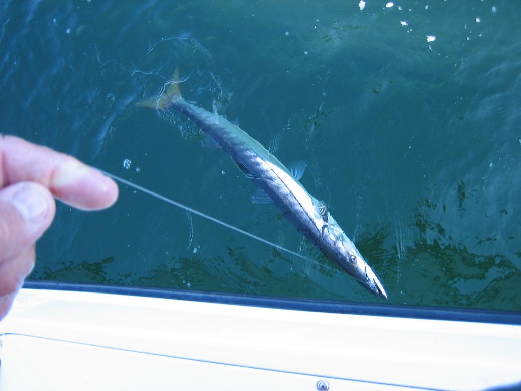 10 29 2011
One of 3 Baracuda's caught on Salubrious this year.   This one was something over 3 ft long.   Released unharmed.