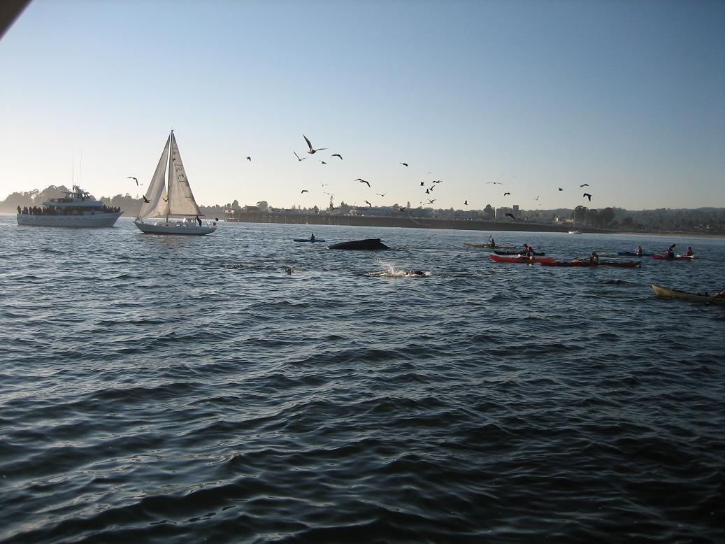 10-29-2011
There were a few pods of Humback Whales in shallow water near Santa Cruz late this October.  They were feeding on an abundance of bait, sm