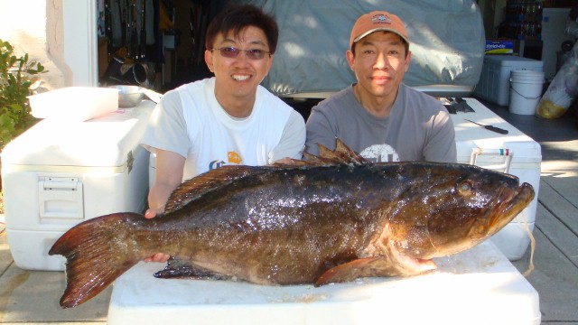 10 years old Grouper-61#