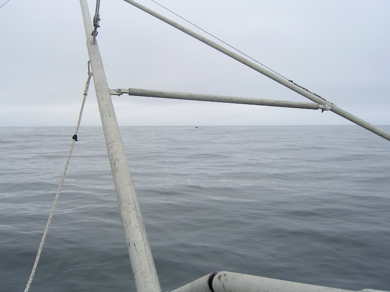 22 miles off Bodega, 7-2010