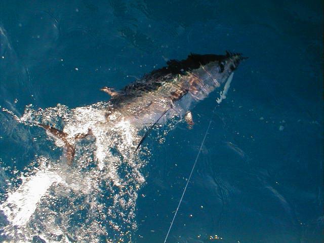 28 lb albacore on light tackle, approx. 40 miles off of Bodega