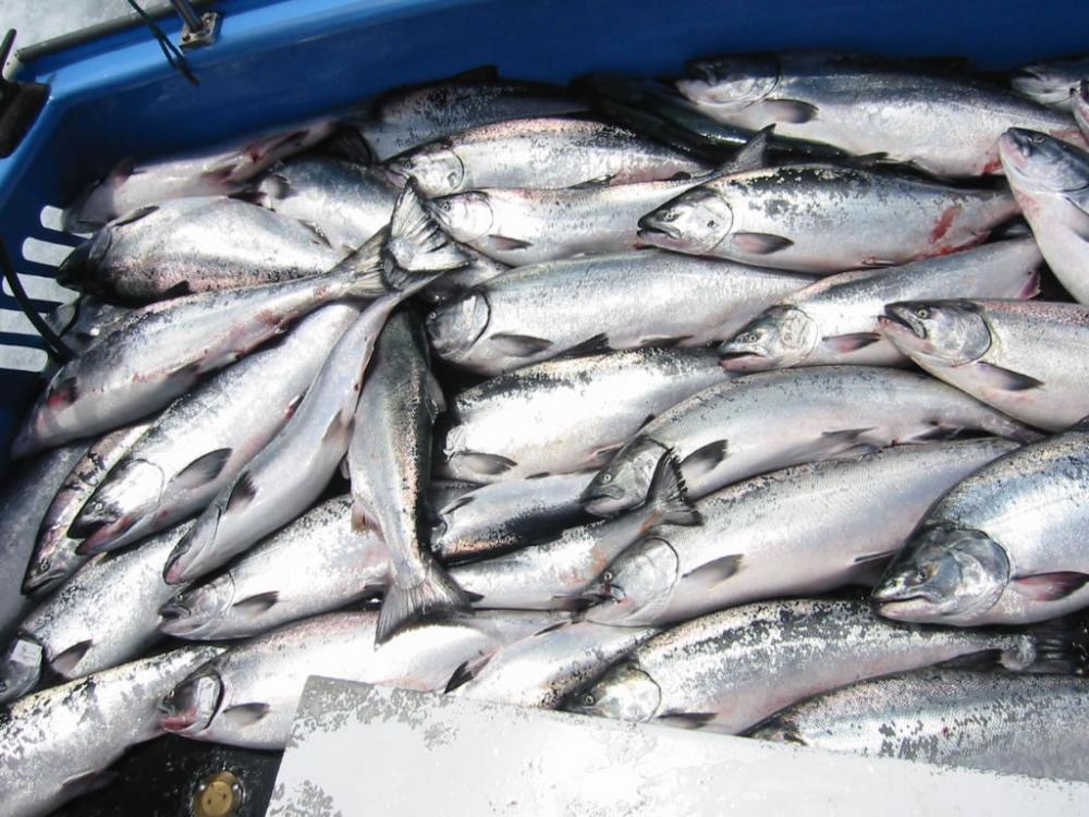 30 limits of teenagers fishing offshore