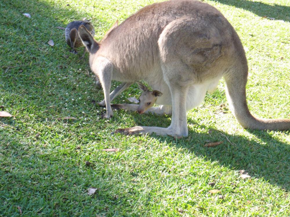 A roo in a pouch