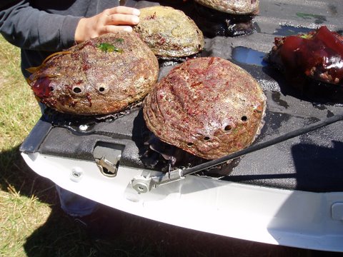 Abalone Fresh from the Sea