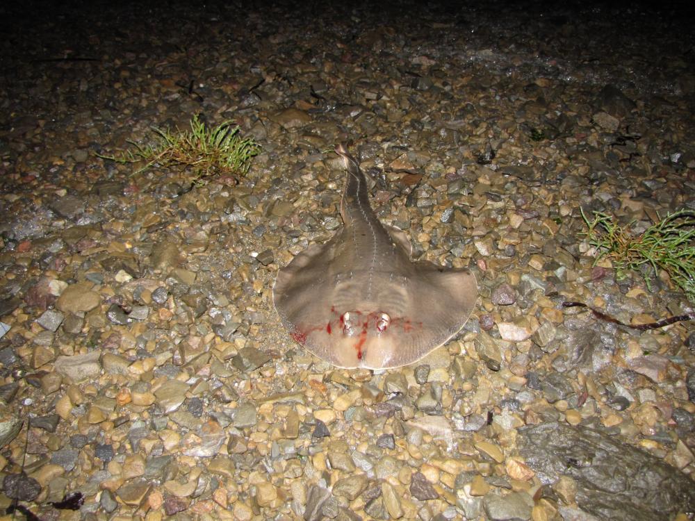 Another thornback ray
