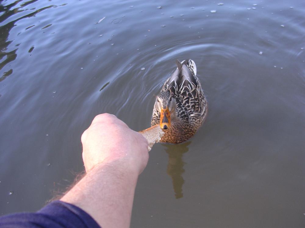 baiting ducks