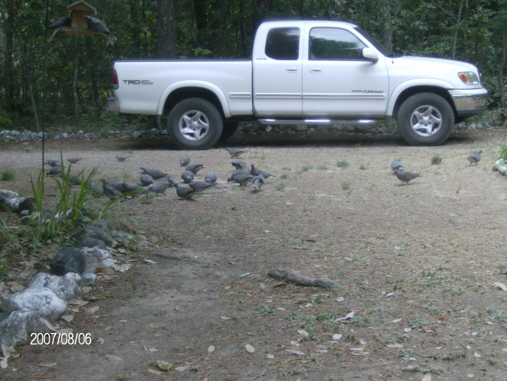 Band-tailed Pigeons at Miranda