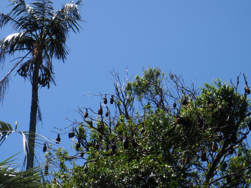 Bats in Sydney