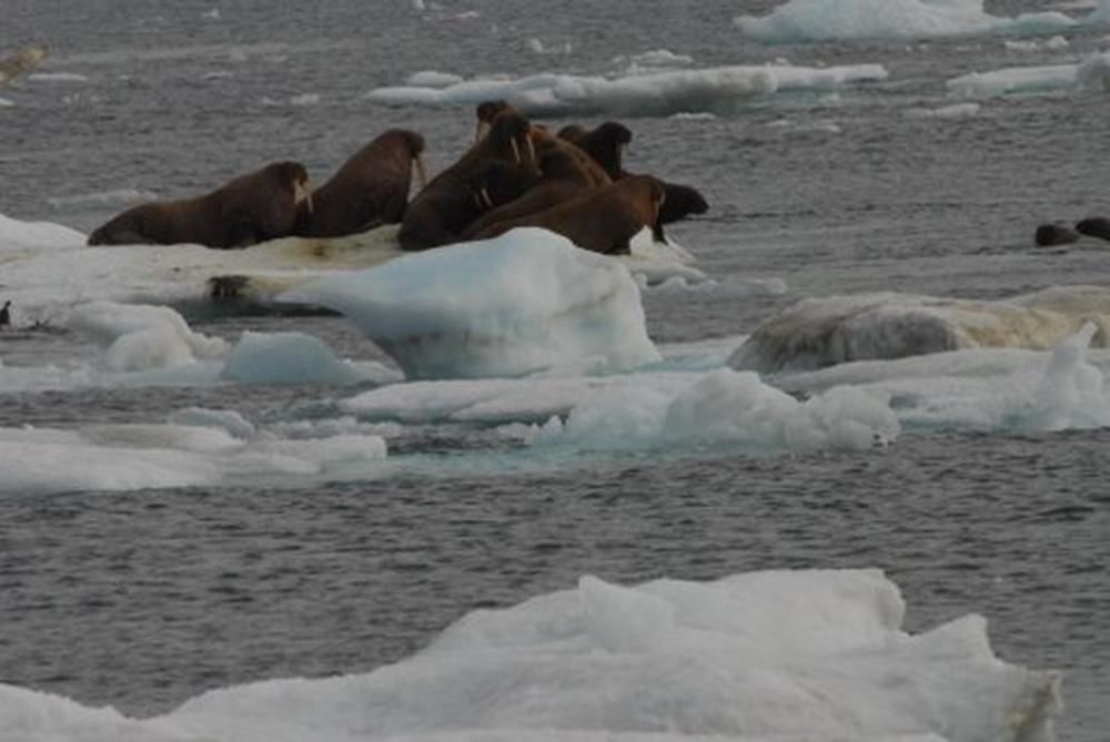Bering Sea Walrus North of the Bering Strait