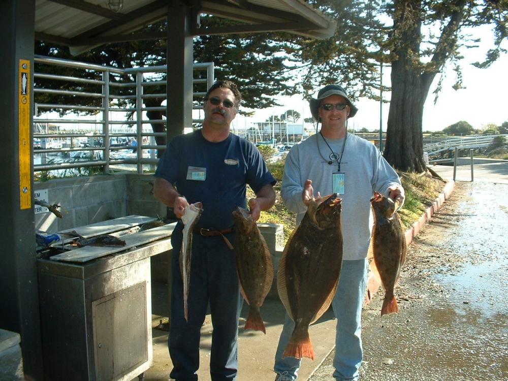 Berkley halibut.