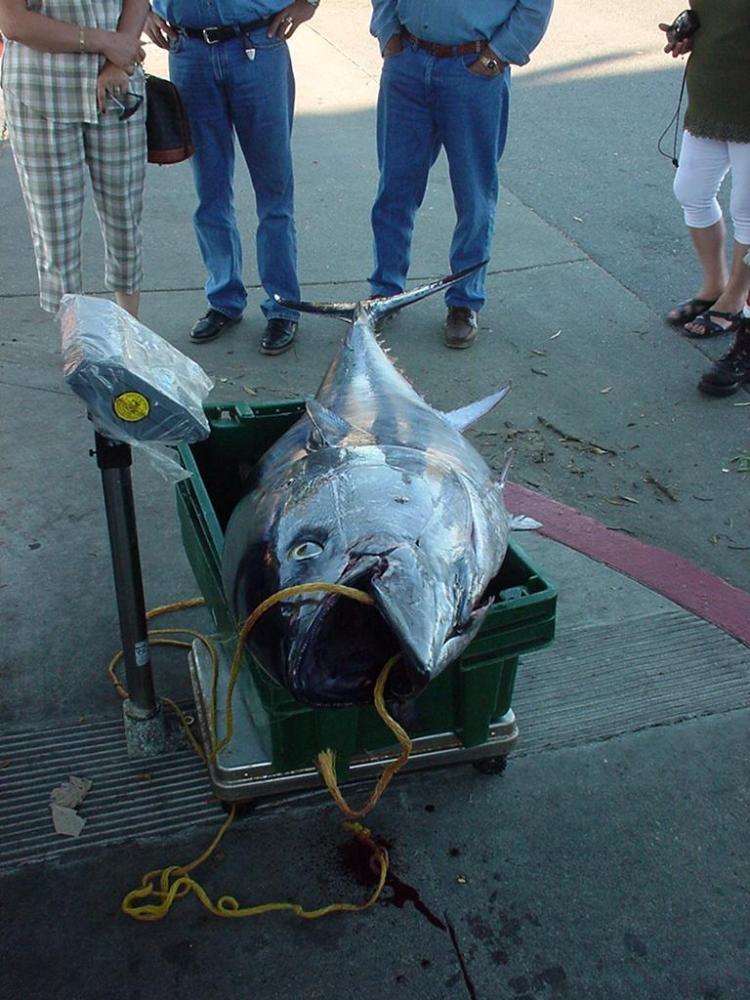 Bluefin Tuna #169 Y2k