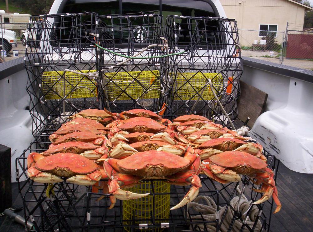 Bodega Bay Crabs