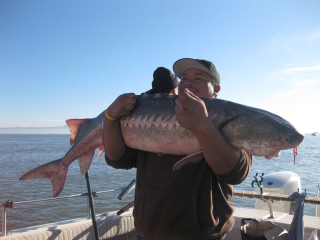 Cams first sturgeon!  64 1/2 released!