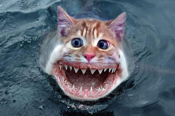 Cat fish