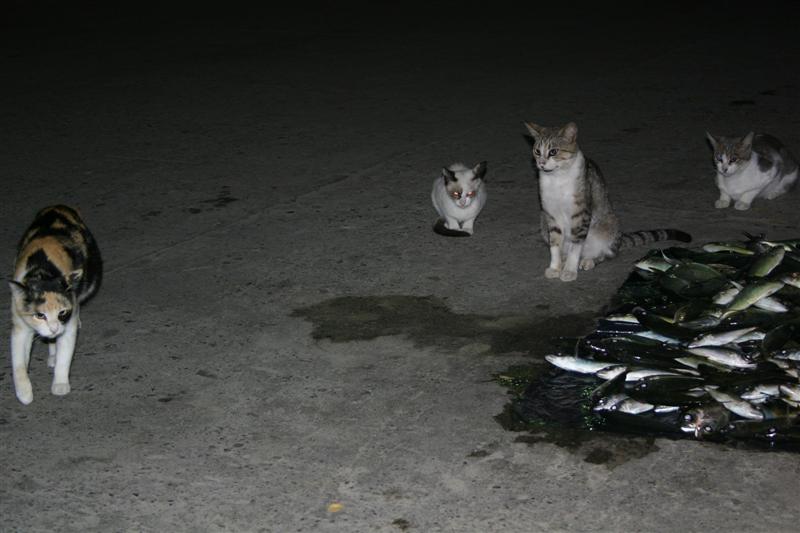Cats cheking out the bait, Zihuatanejo