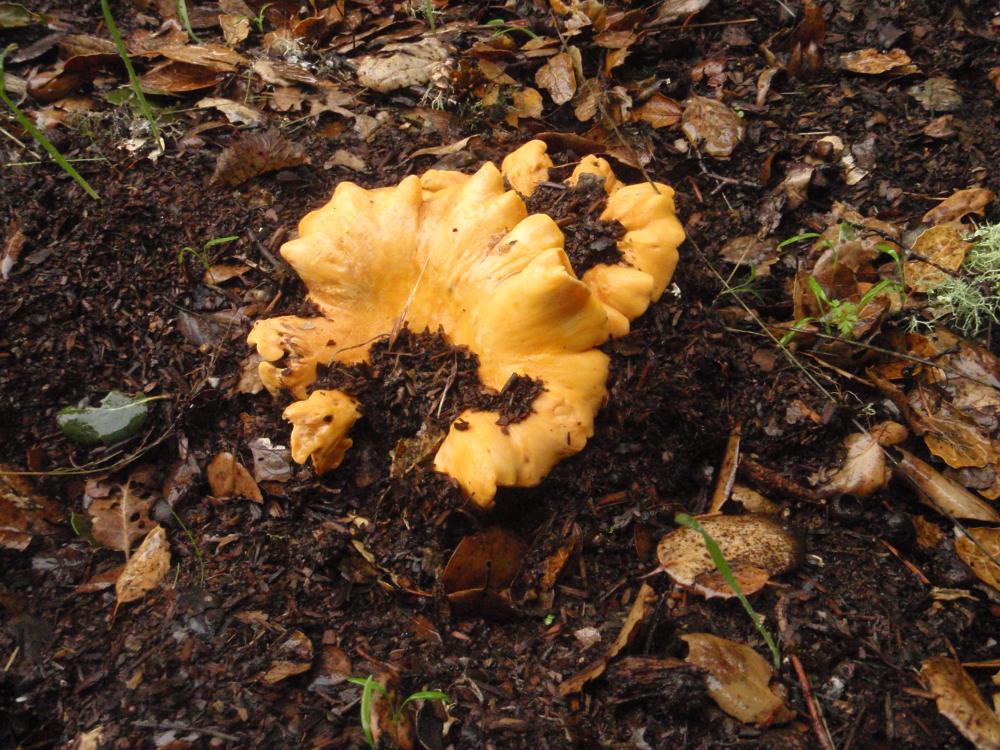 Chanterelles!  A great "first" mushroom for beginning mushroom hunter.  Very distinctive and no deadly look-alikes.