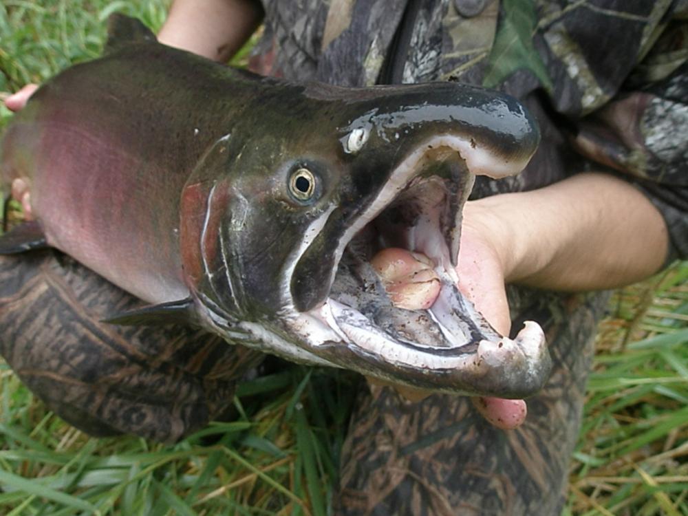 Coho Buck in spawning colors