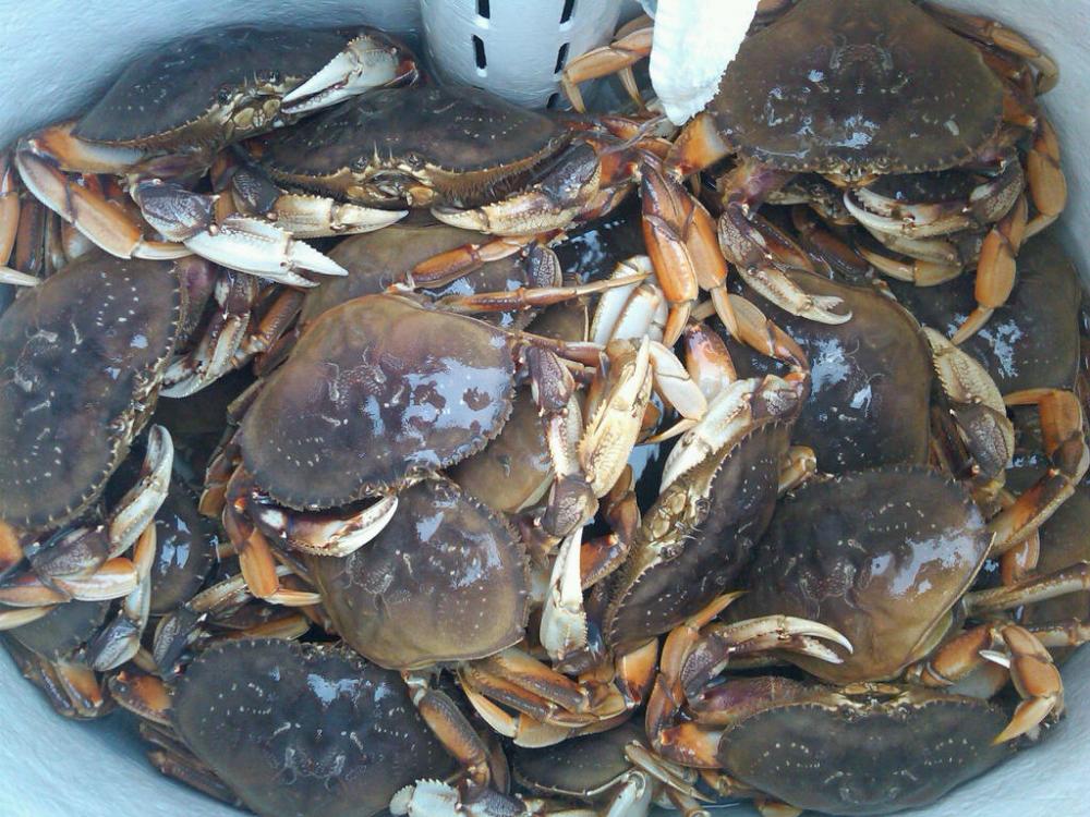 Crab Opener 2010