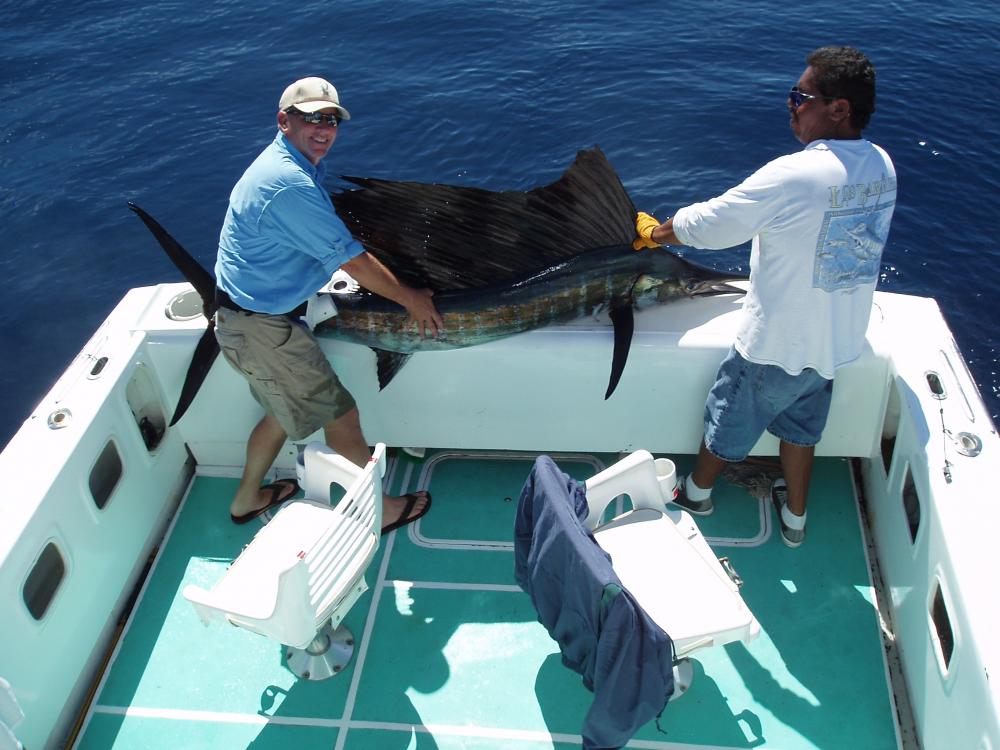 First sailfish