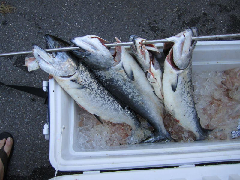 First Salmon limits for us