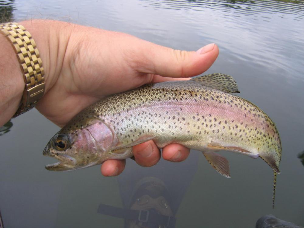 Float tube dry fly rainbow, summer '07