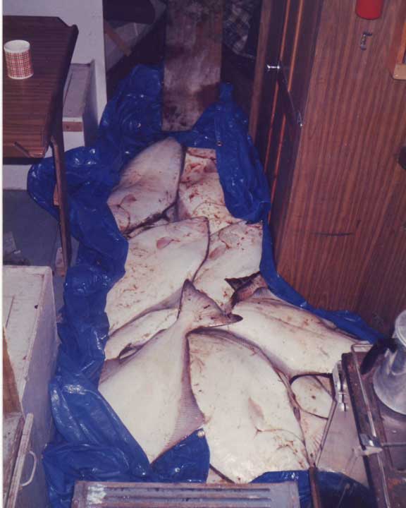 Halibut in cabin, Fish hold full they had to go somewhere