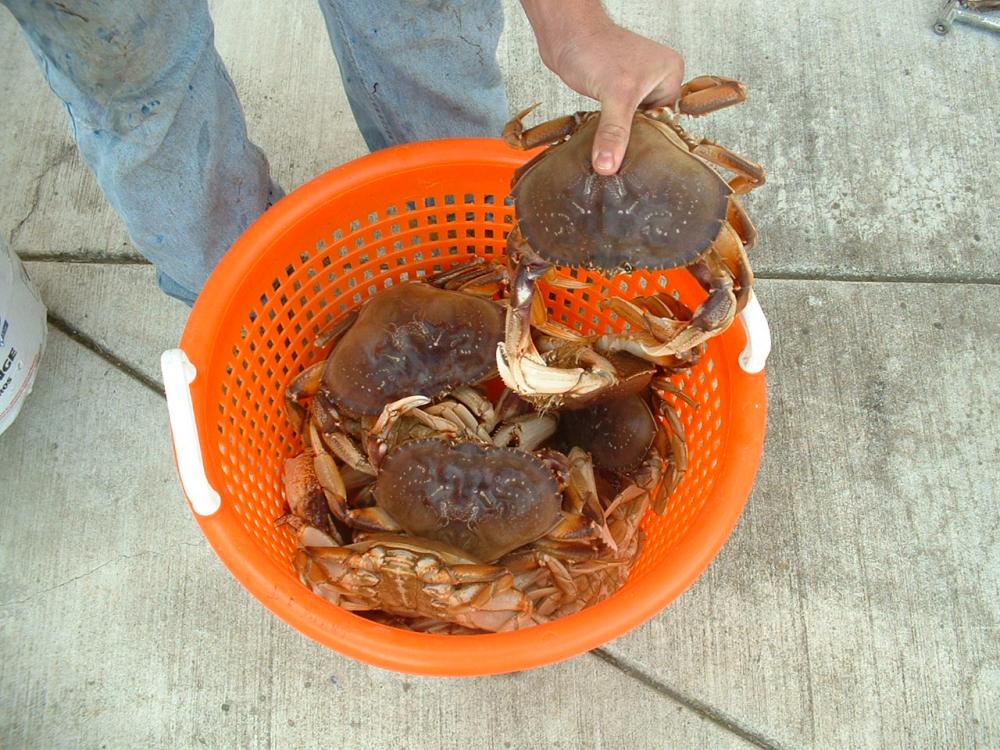 HMB Crab.