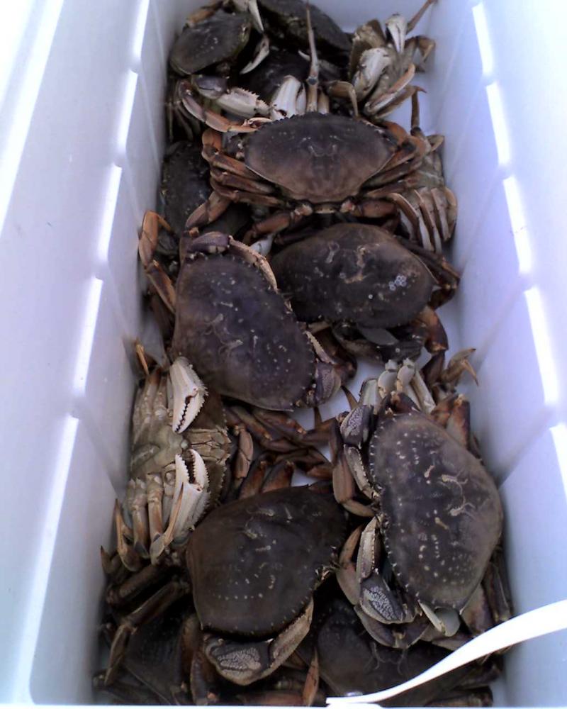It's a slow year when 15 crab makes a photo