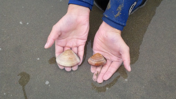Little clams
